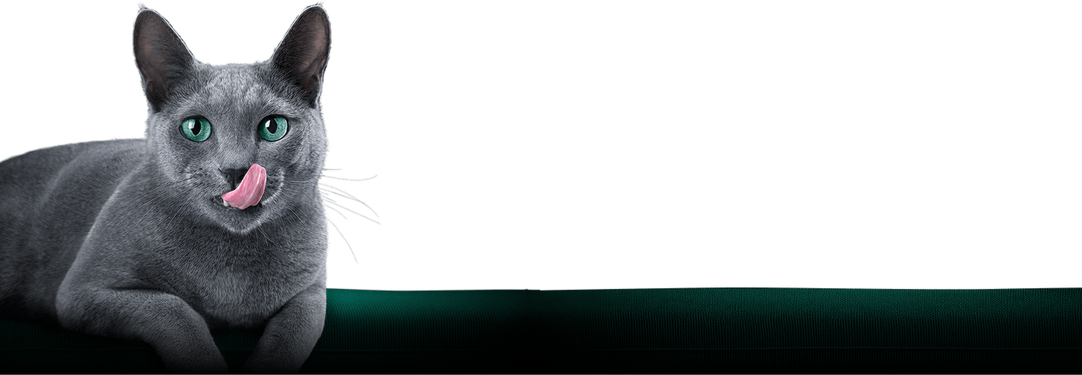 Котик